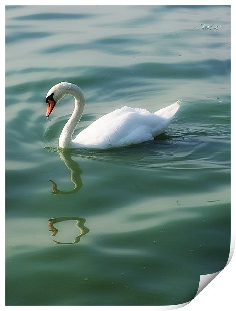 Swan lake Print by Paul Fisher