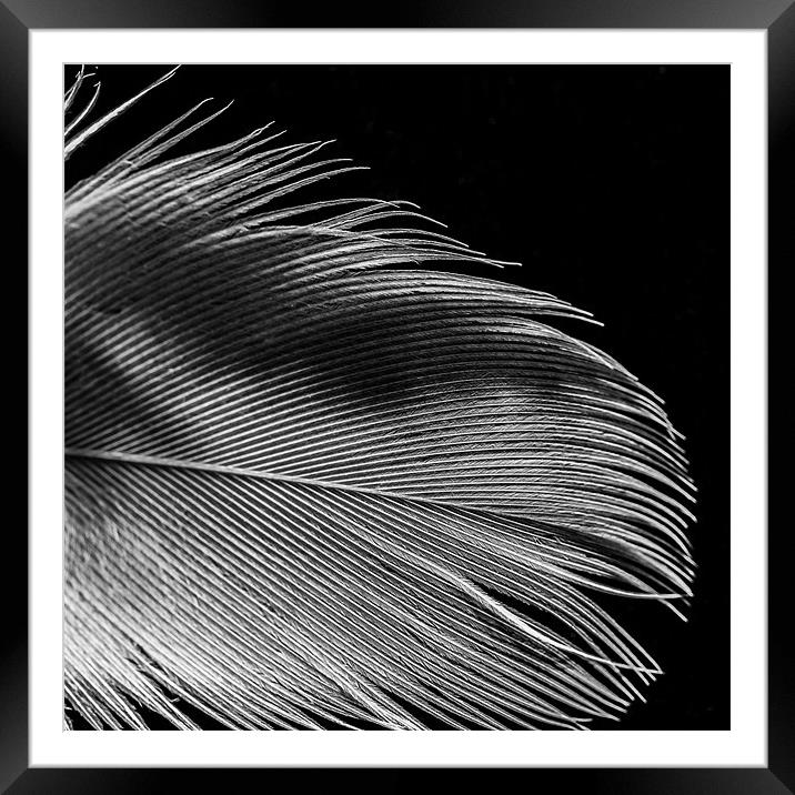 Feather Framed Mounted Print by Jonathan Swetnam