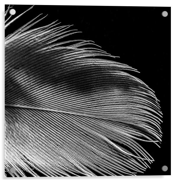Feather Acrylic by Jonathan Swetnam