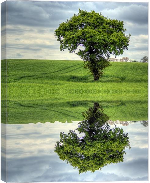 Tree reflection Canvas Print by richard downes
