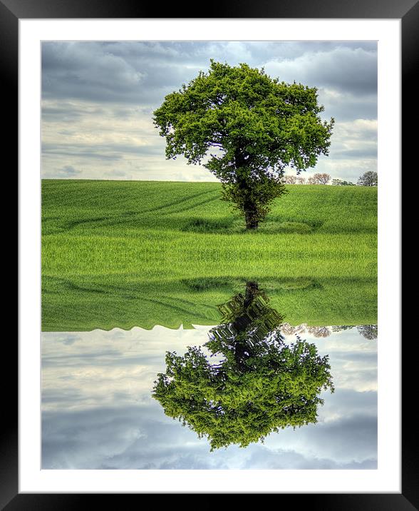 Tree reflection Framed Mounted Print by richard downes
