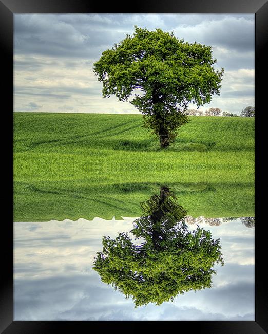 Tree reflection Framed Print by richard downes