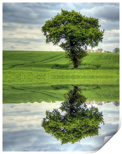 Tree reflection Print by richard downes