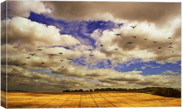 Flying over golden fields Canvas Print by Dawn Cox
