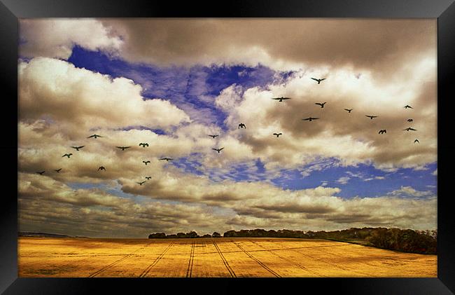 Flying over golden fields Framed Print by Dawn Cox