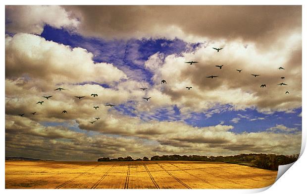 Flying over golden fields Print by Dawn Cox