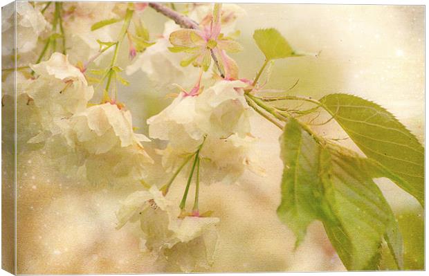 Longing for Spring Canvas Print by Dawn Cox