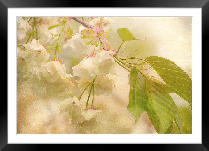 Longing for Spring Framed Mounted Print by Dawn Cox