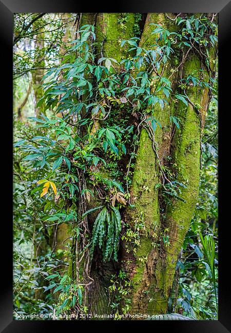 shades of green Framed Print by Craig Lapsley