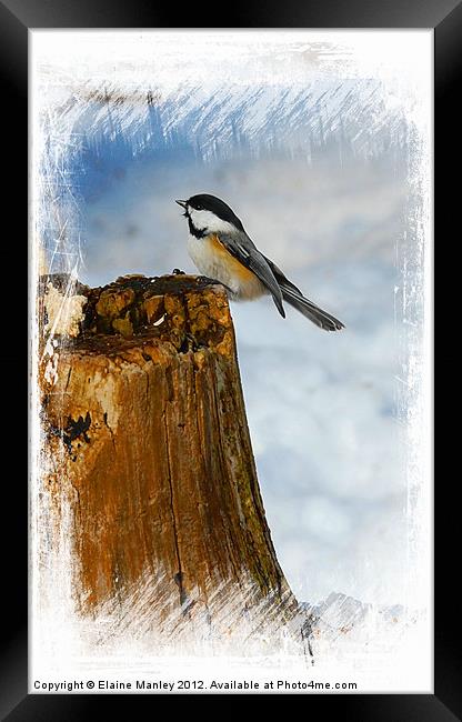 Winter Visitor Framed Print by Elaine Manley