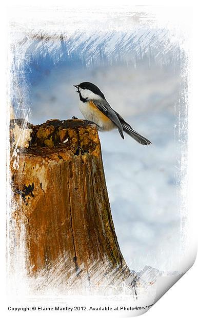 Winter Visitor Print by Elaine Manley