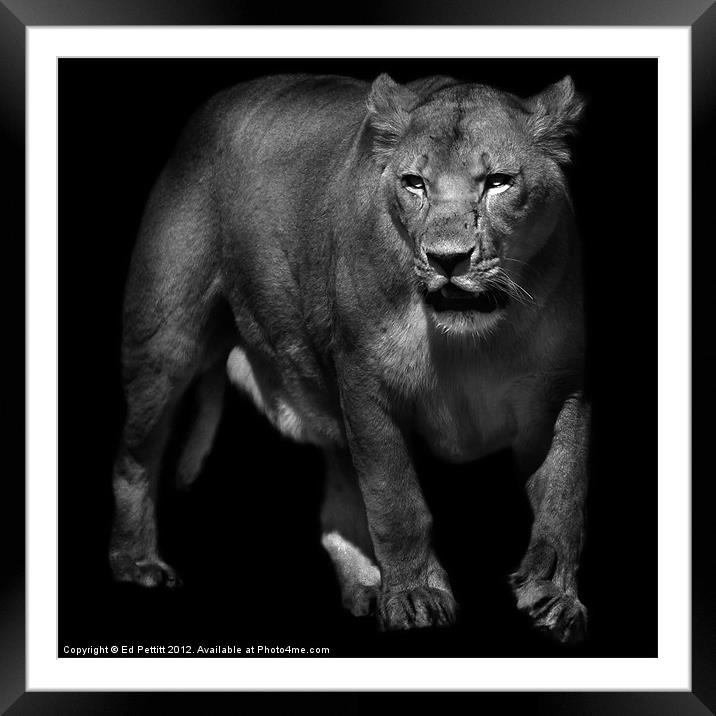 Lioness Emerging Framed Mounted Print by Ed Pettitt