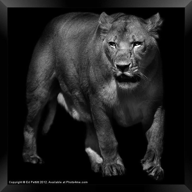 Lioness Emerging Framed Print by Ed Pettitt