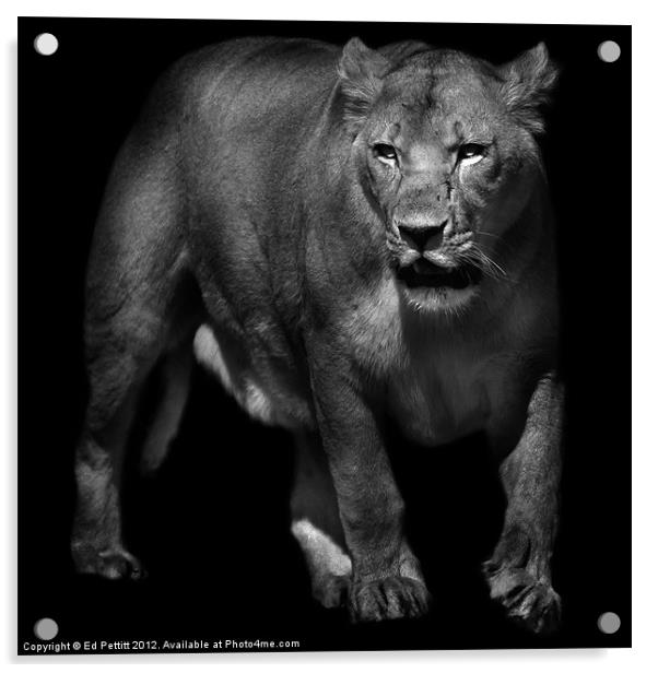Lioness Emerging Acrylic by Ed Pettitt