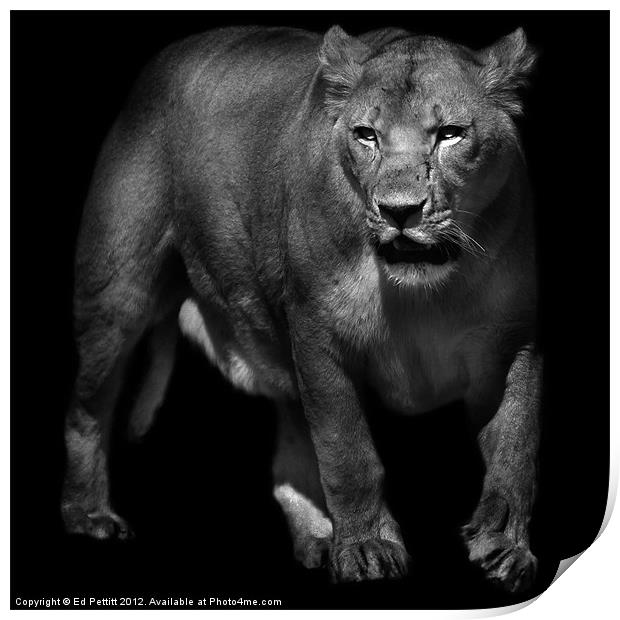 Lioness Emerging Print by Ed Pettitt
