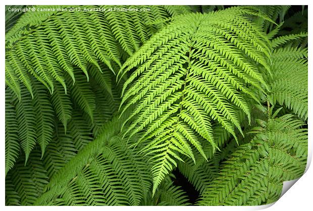 Greenery Print by camera man