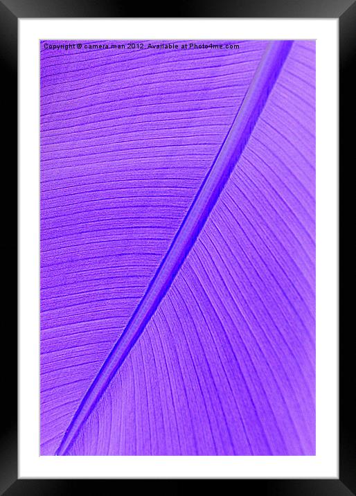 Purple Banana Framed Mounted Print by camera man