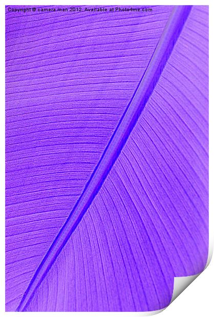 Purple Banana Print by camera man