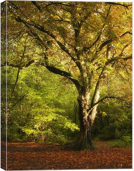 Autumn in Salcey Forest Canvas Print by Paul Fisher