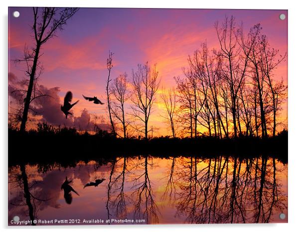 Owls Sunset Acrylic by Robert Pettitt