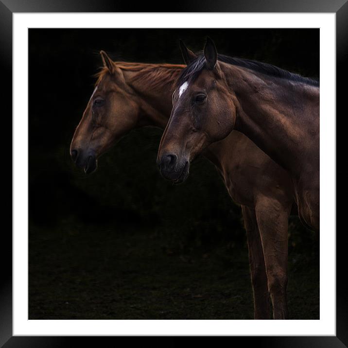 Two horses Framed Mounted Print by richard downes
