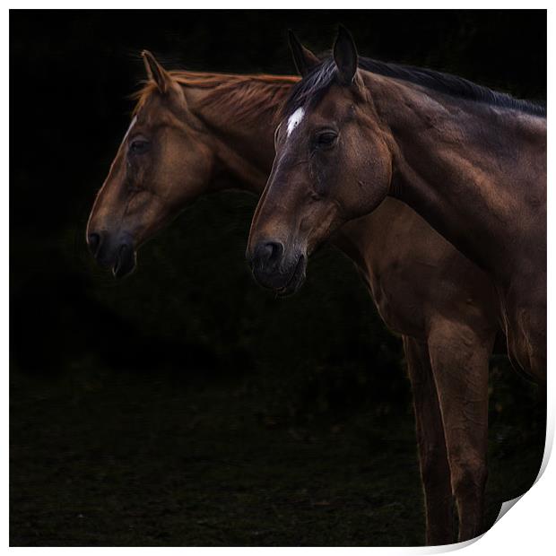 Two horses Print by richard downes