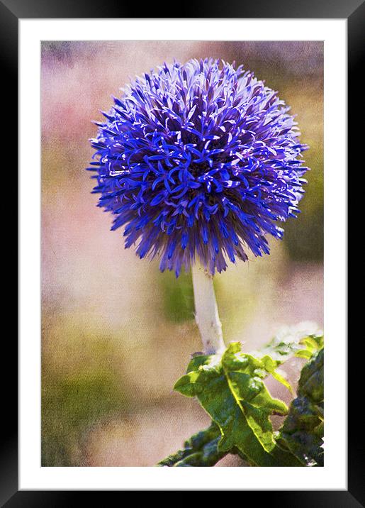 Purple Allium Flower Framed Mounted Print by Dawn Cox