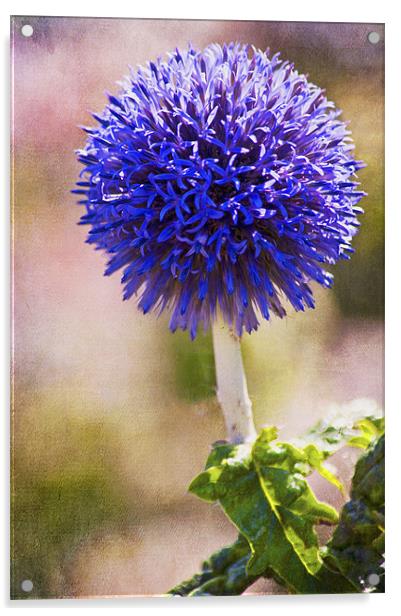 Purple Allium Flower Acrylic by Dawn Cox