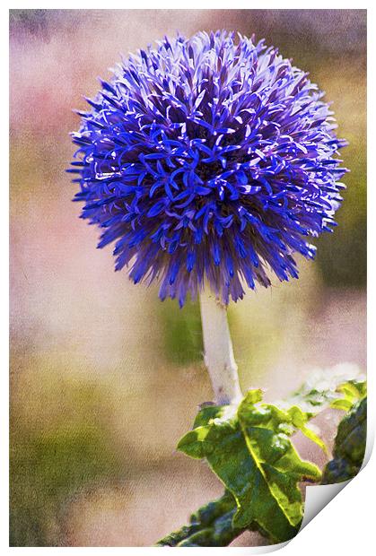 Purple Allium Flower Print by Dawn Cox