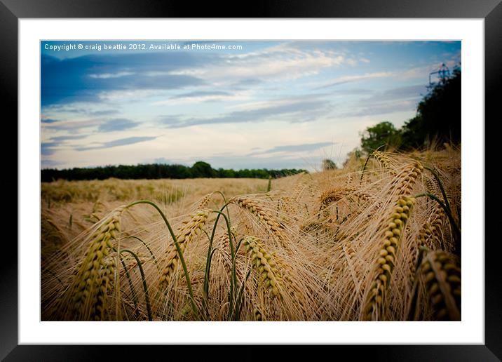 Field of Gold Framed Mounted Print by craig beattie