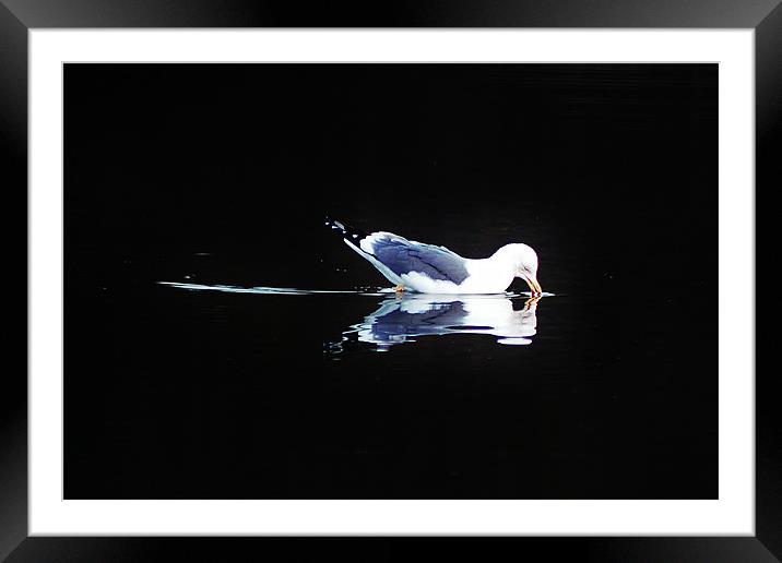 I love you, seagul Framed Mounted Print by Catherine Davies