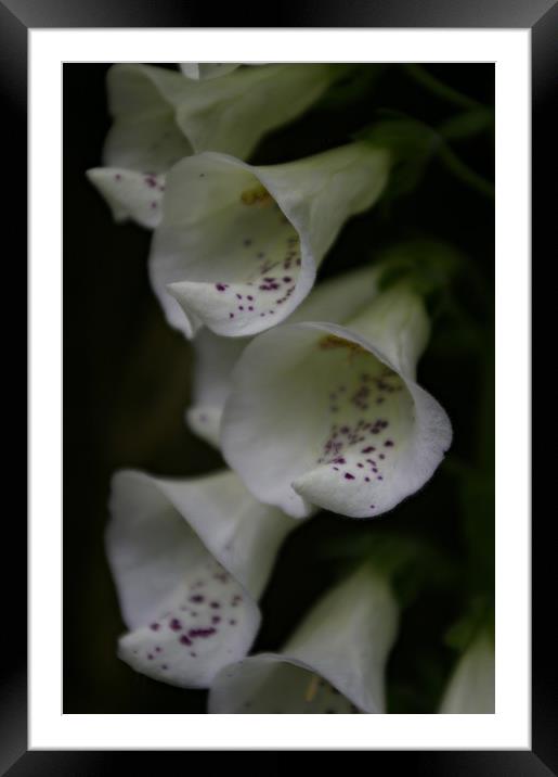 Foxglove Focal Point Framed Mounted Print by Karl Butler