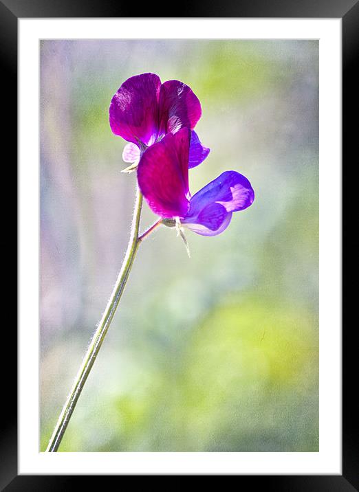 Sweet Summer Sweet Pea Framed Mounted Print by Dawn Cox