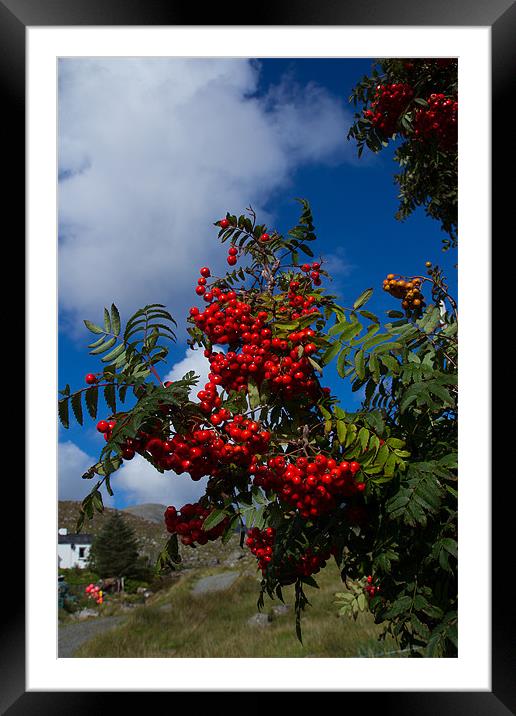 Cherry red rowan berries Framed Mounted Print by Gordon Ross