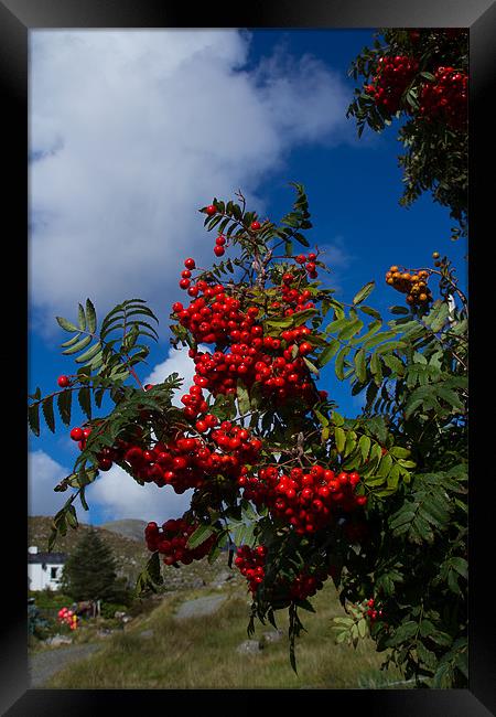 Cherry red rowan berries Framed Print by Gordon Ross