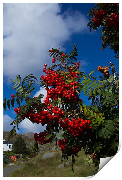 Cherry red rowan berries Print by Gordon Ross