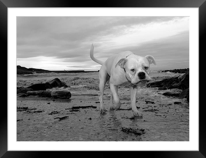 Bella Framed Mounted Print by andrew pearson