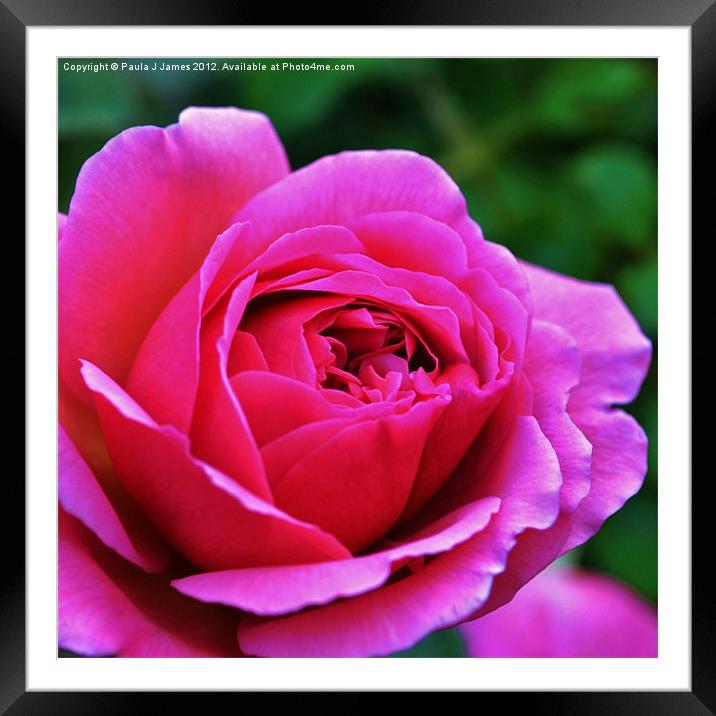 Pink Rose Framed Mounted Print by Paula J James