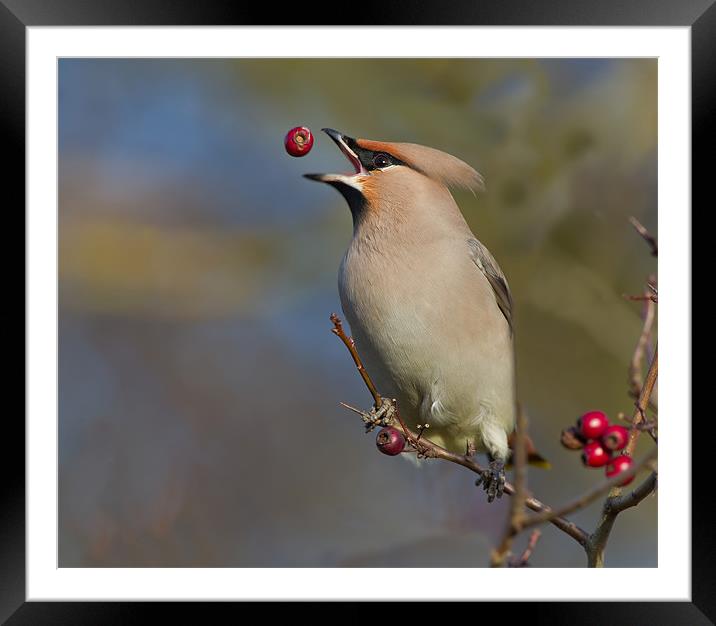 Waxwing Framed Mounted Print by Don Davis