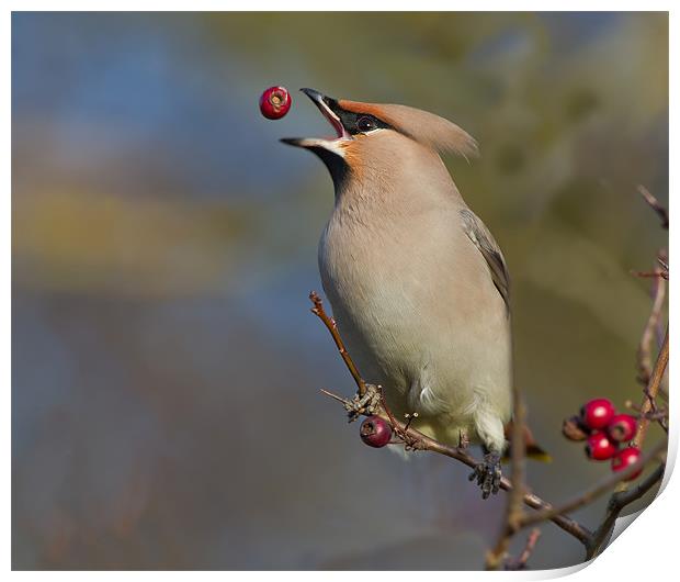 Waxwing Print by Don Davis