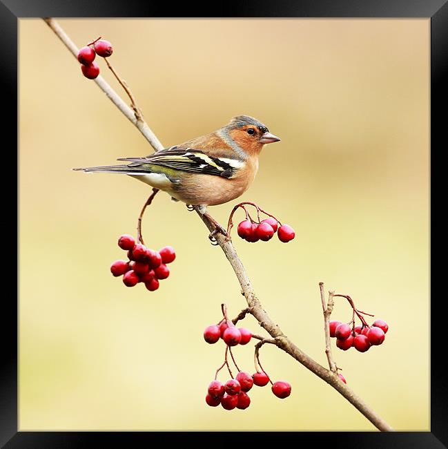 Chaffinch Framed Print by Grant Glendinning