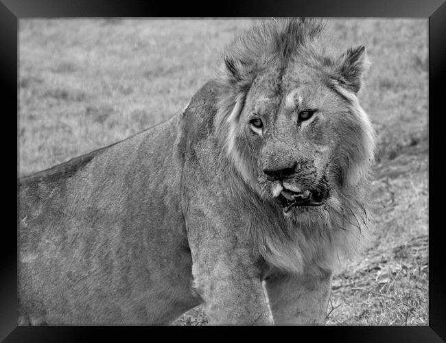 Lion In The Serengeti Framed Print by Paula Guy