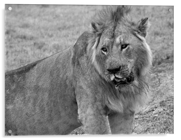 Lion In The Serengeti Acrylic by Paula Guy