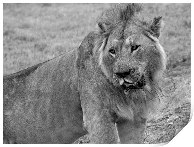 Lion In The Serengeti Print by Paula Guy