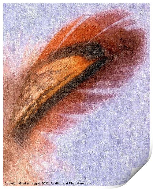 Abstract Feather in Oils Print by Brian  Raggatt