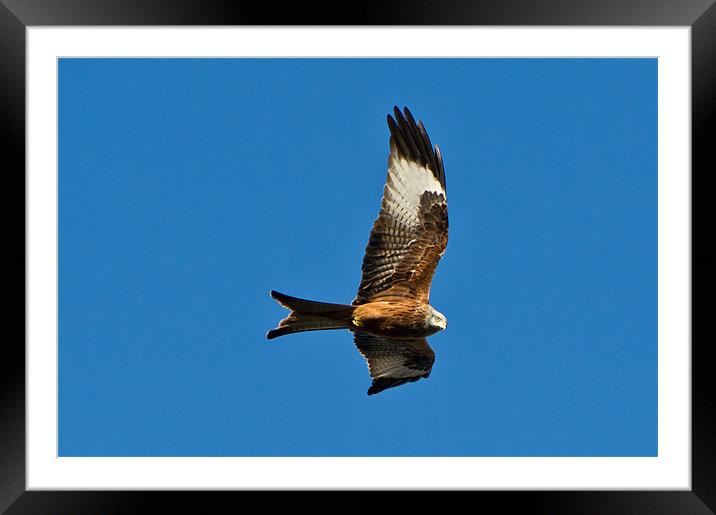 Red kite Framed Mounted Print by Gary Eason