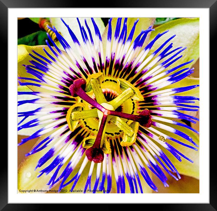 Oh, the Passion Framed Mounted Print by Anthony Hedger