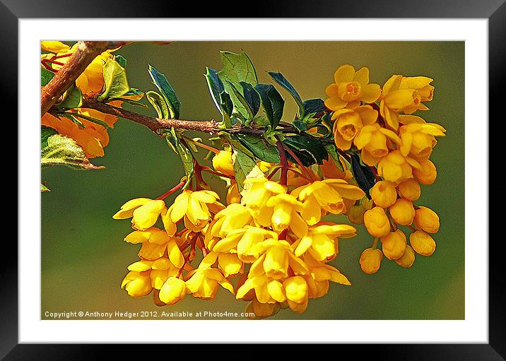 The  Golden Beauty Framed Mounted Print by Anthony Hedger