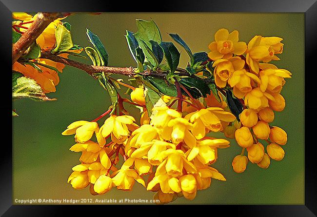 The  Golden Beauty Framed Print by Anthony Hedger