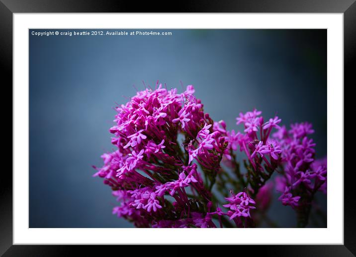 Roadside Flowers Framed Mounted Print by craig beattie